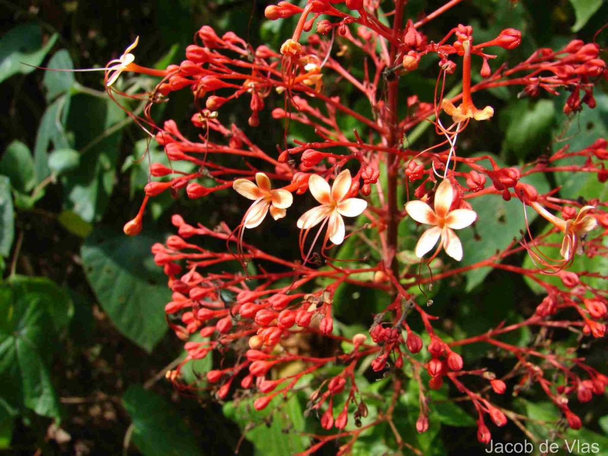 Clerodendrum paniculatum L.